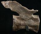 Diplodocus Caudal Vertebra - Dana Quarry #10150-2
